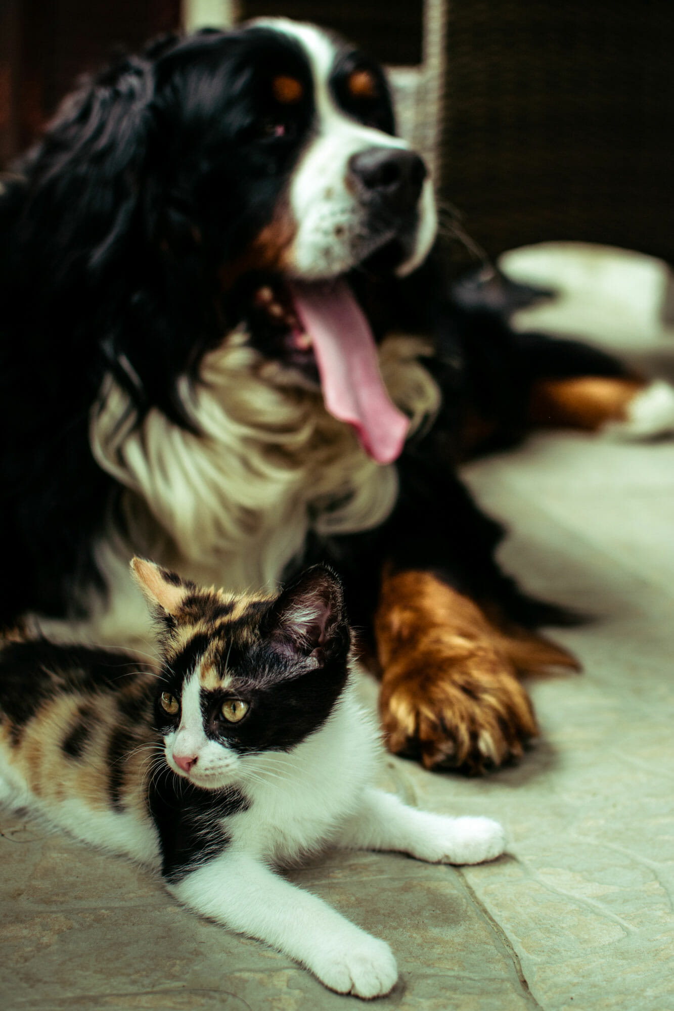 Cat and Dog Rescue Non-Profit in Tumalo, Oregon