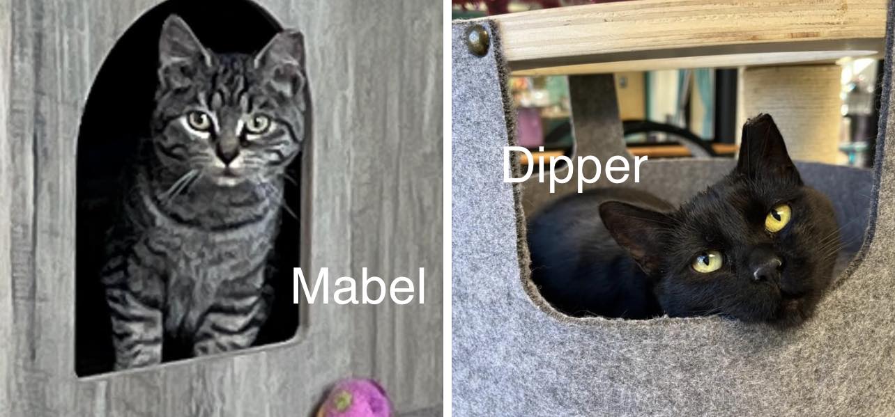 Dipper and Mabel