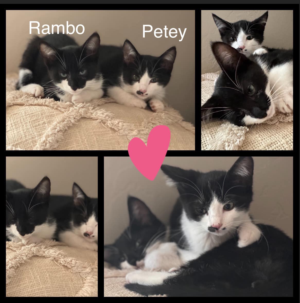 Rambo and Petey - CCREW