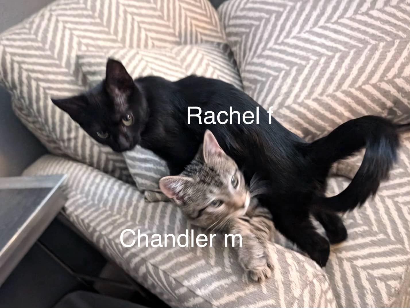 Chandler & Rachel - CCREW